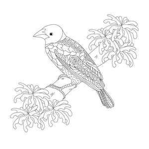 梦幻鸟在树枝上。来自非洲的 Ploceus 鸟。黑白矢量图。成人和儿童着色书