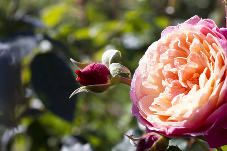 玫瑰大奖赛 p. j. 雷杜特。特写。花园里绽放的美丽花朵