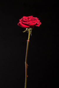 黑色背景上的深红色玫瑰的美丽图片