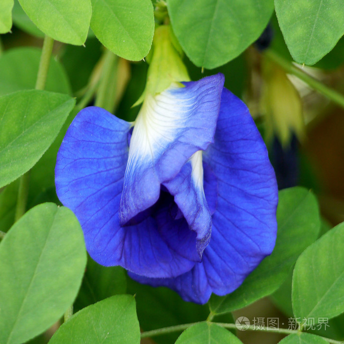 印度次大陆的 clitoria ternatea 或 aparajita 花
