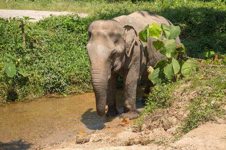 大象享受他们的退休在一个救援避难所