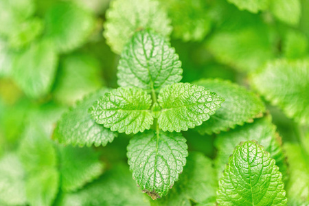 植物叶片花园图片