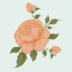 集牡丹花, 芽, 叶, 手绘素描风格矢量插图白色背景