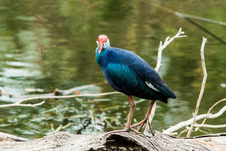 濒危的物种 Pukeko Porphiro Porphiro 水鸡