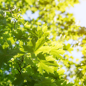 茂密树叶简笔画图片
