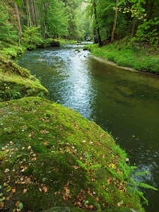 蕨类植物在河岸上的茎叶树照片