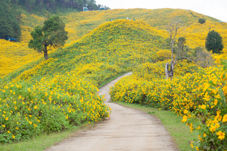 中路花田