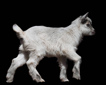 山羊的侧视图图片