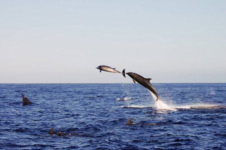 跳跃海豚加拉帕戈斯厄瓜多尔