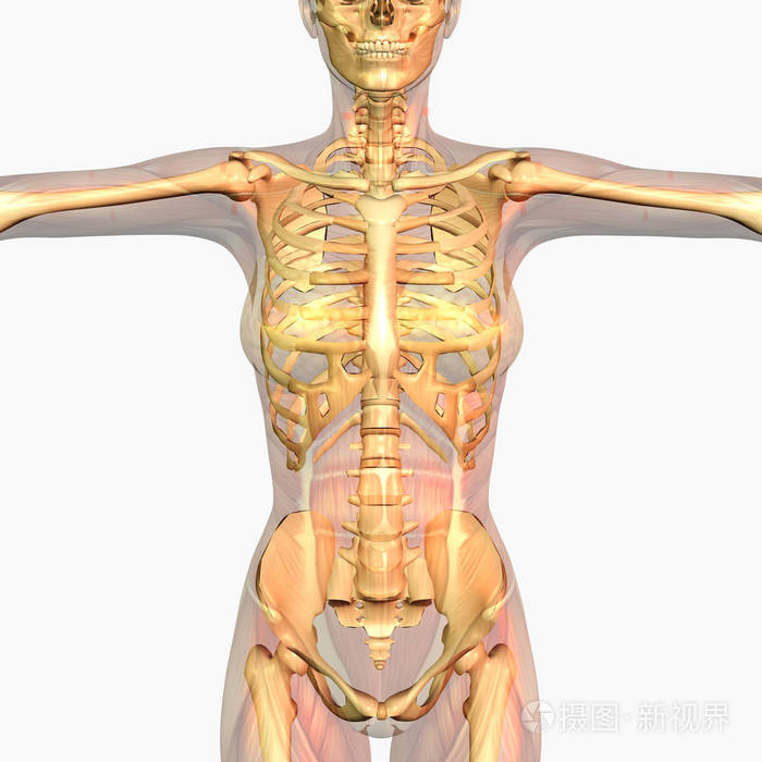数字可视化人体解剖学研究