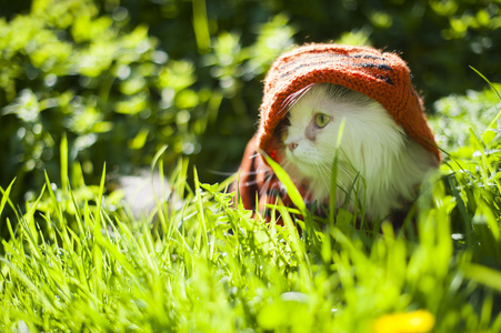 在草丛中的猫