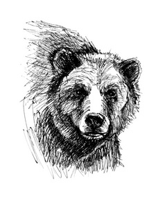 线条熊熊头.线条图照片