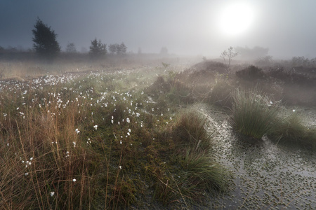 日出雾沼泽与棉草