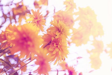 在花园阳光下生长的黄色菊花