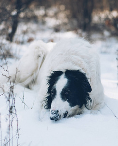 可爱的狗在雪地里休息