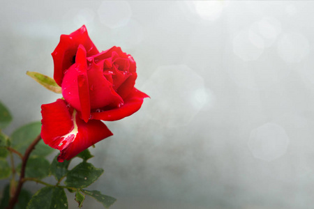 美丽的红玫瑰被孤立的灰色