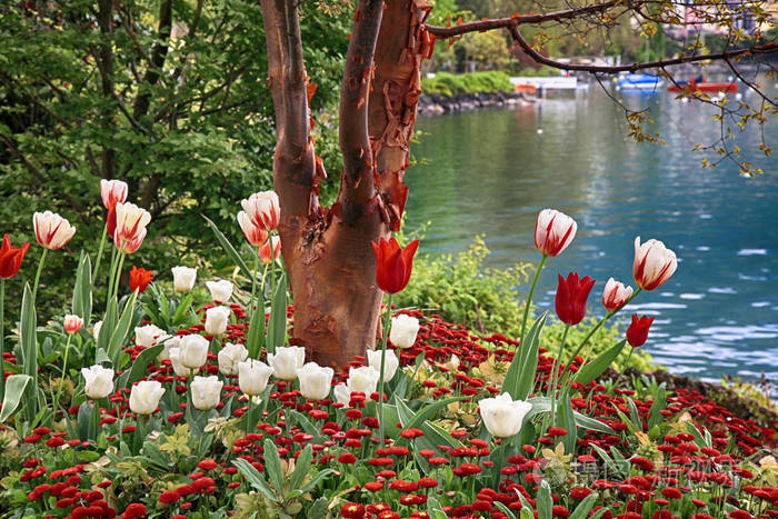 美丽的风景与花和湖日内瓦, 蒙特勒, 瑞士