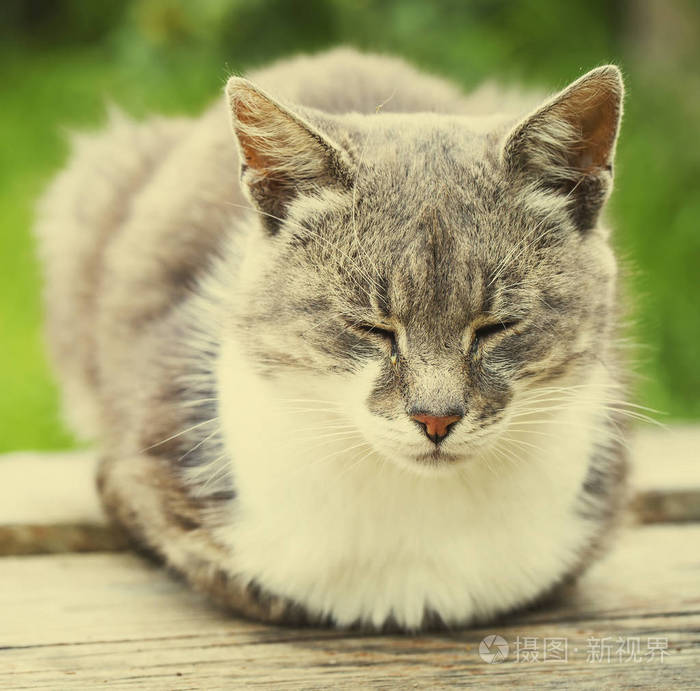 可爱和蓬松的猫闭上眼睛特写镜头