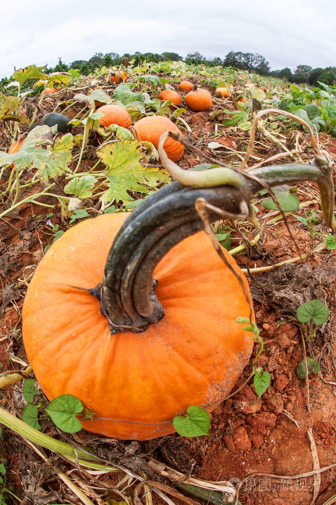 南瓜种植在乔治亚州的藤蔓南瓜补丁