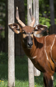 Bongo antelopetragelaphus euryceros