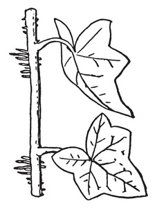 展示常春藤植物的空中根复古线条画或雕刻插图的图片
