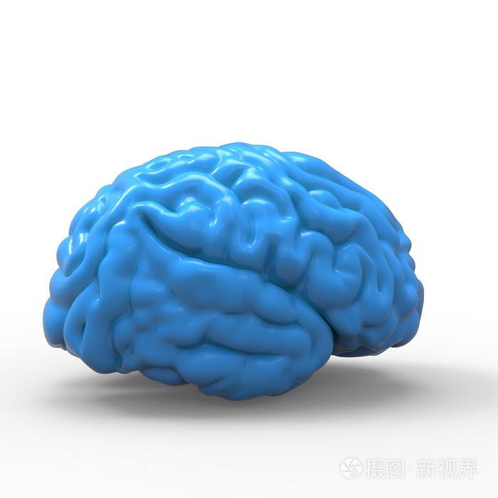人类的大脑 3d 模型孤立
