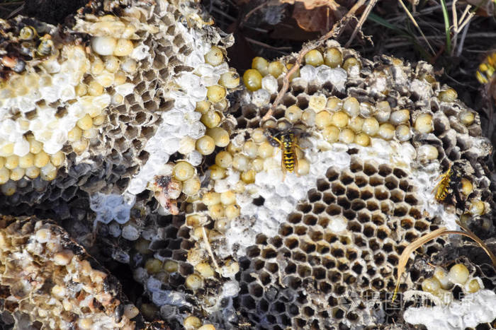 黄蜂的幼虫和蛹.胡蜂