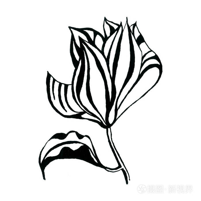在白色背景下开花的图形线莲的花手绘墨水植物黑白单色插图为婚礼印刷