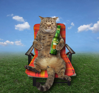 猫在草甸啤酒照片