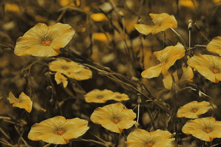 黄色的花朵在模糊的褐色背景。花卉背景。草地上的黄色野花。性质