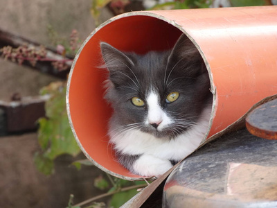 可爱的小猫偷看了一根管子