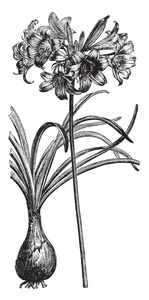 图片显示了孤 Belladona 伯鲁布和花穗。它不产生叶子和花朵在一起。花朵是芬芳的, 白色的, 有时玫瑰红色, 复古线条画或