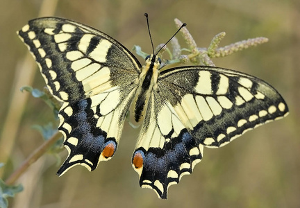 希腊美丽的蝴蝶