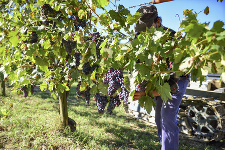 年轻的农民男子在工作期间在意大利收获在一个晴朗的秋天的一天。红葡萄葡萄园酿造葡萄酒