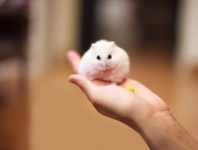 快乐的仓鼠图片