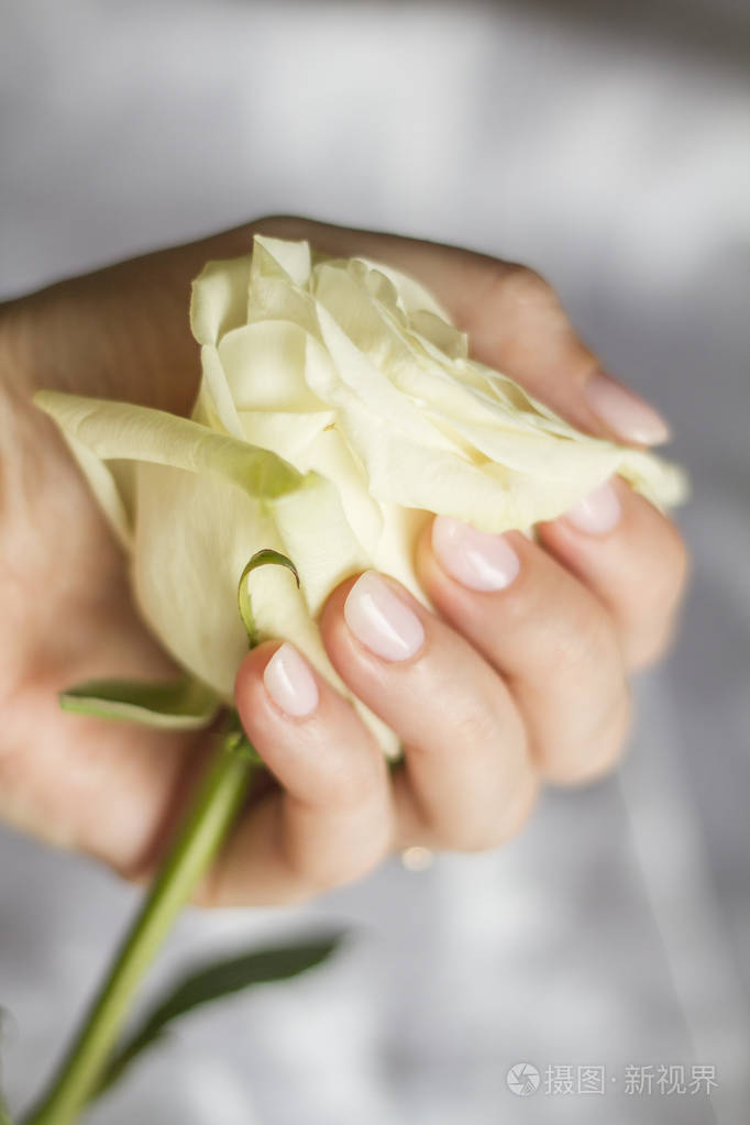 女人手上的白玫瑰