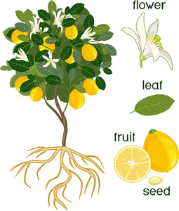 部分植物。果实花卉绿叶根系分离的柠檬树形态研究白色背景