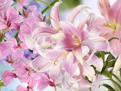 淡粉红色 lily.floral 背景
