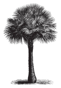 澳大利亚蒲葵树, 复古线条画或雕刻插图照片