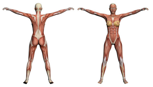 人体解剖绘画师人体解剖学-女性肌肉照片