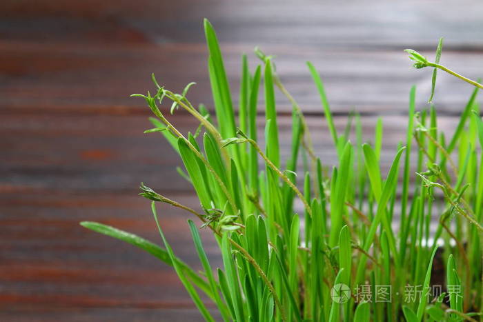 在家里以青草的形式发芽的绿色燕麦