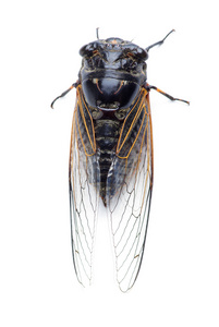 蝉昆虫蝉蝉蜕蝉翼蝉蝉若虫青蝉蝉蝉翼蝉在白色背景上孤立蝉的翅膀蝉