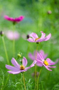 在花园波斯菊花卉