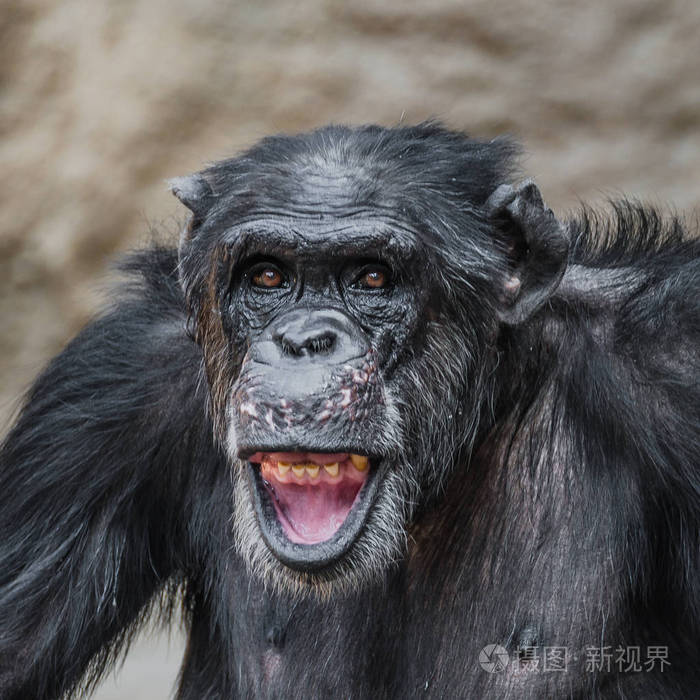 滑稽和笑的黑猩猩的肖像关闭