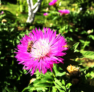 飞蜂慢慢地飞向植物, 从花中收集私人蜂房蜜。自然干部包括美丽的花朵, 黄色的花粉在蜜蜂的腿上。蜂蜜蜜蜜
