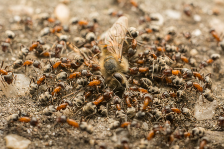 蚂蚁蜜蜂图片