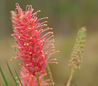 鲜花澳大利亚 id grevillea 沿海日落春花