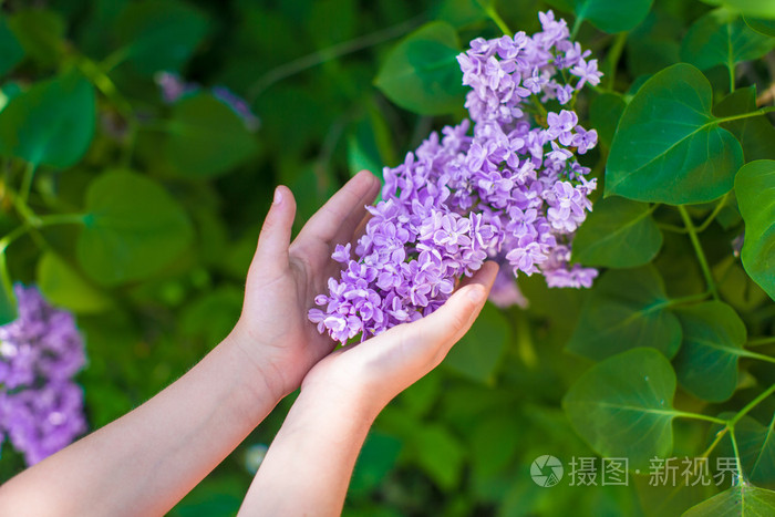 一个小女孩的手的特写丁香花