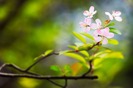 红苹果赤花中国海棠