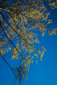 秋天的山毛榉树在蓝天的映衬着图片